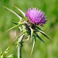Milkthistle Milkthistle