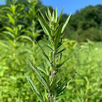 Mugwort Mugwort