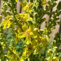 Mullein Mullein