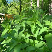 Stinging Nettle Stinging Nettle