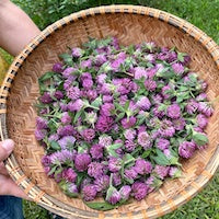 Red Clover Red Clover