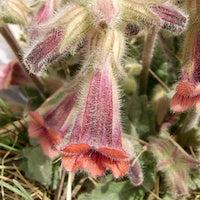 Rehmannia Rehmannia