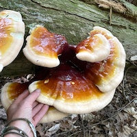 Reishi Mushroom Reishi Mushroom