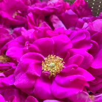 Rose Rose