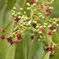 Sandalwood Sandalwood