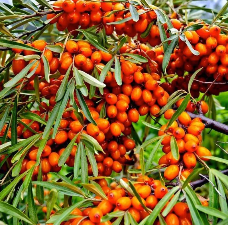 Sea Buckthorn Sea Buckthorn