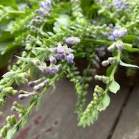 Skullcap Skullcap