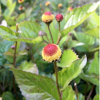Spilanthes Spilanthes