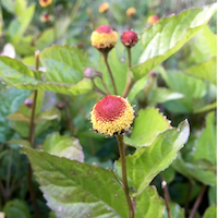 Spilanthes