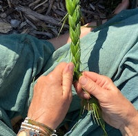 Sweetgrass Sweetgrass