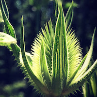 Teasel Teasel