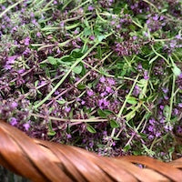 Thyme Thyme