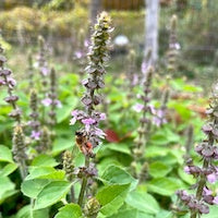 Tulsi Tulsi