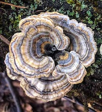 Turkey Tail Mushroom Turkey Tail Mushroom