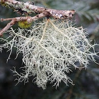 Usnea Usnea
