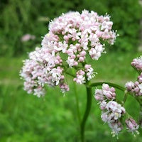 Valerian Valerian