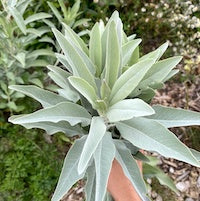 White Sage White Sage
