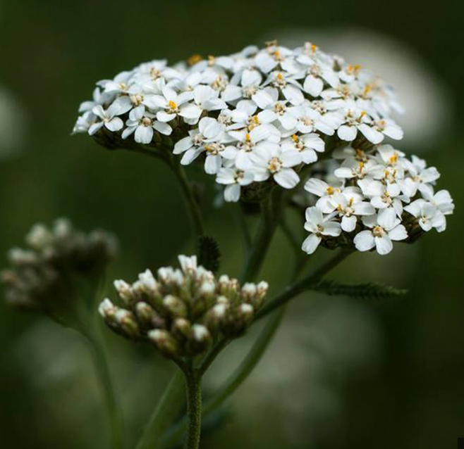 Yarrow Yarrow