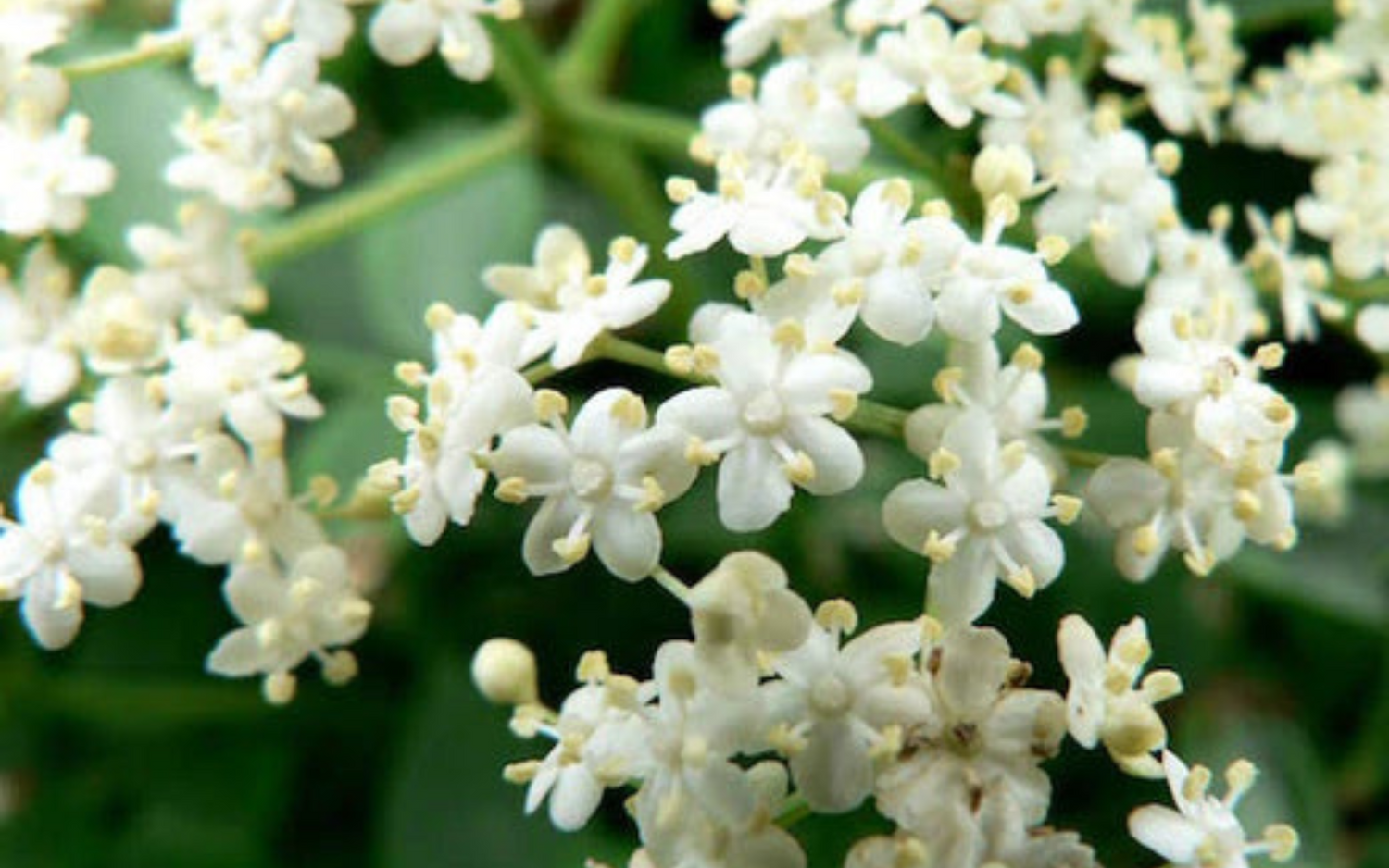 The Herbal Apothecary : Elderberry, the Wise Elder of Plants