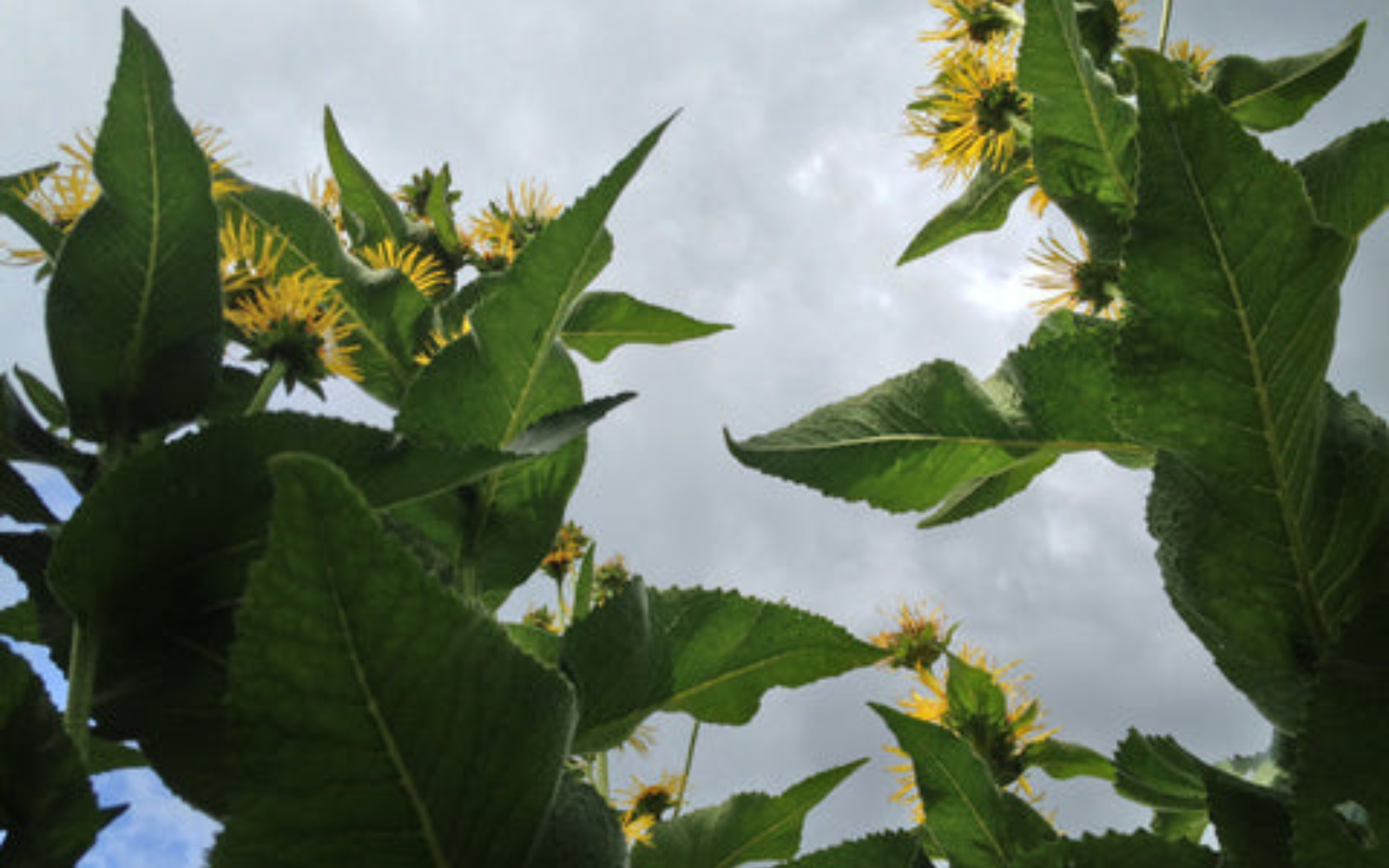 Wild Crafting: A Plant Meditation by Rave Crest for Mother Earth News ...