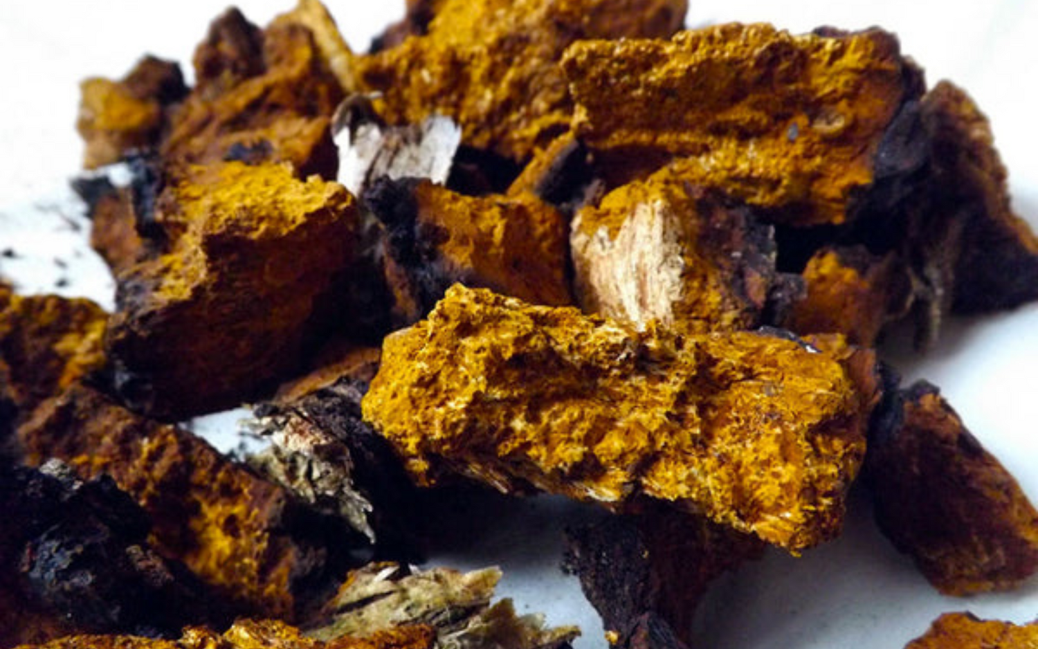 How Chaga can help you to stay Healthy
