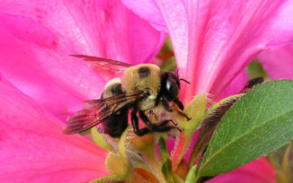 Propolis - Tree Medicine made by Bees