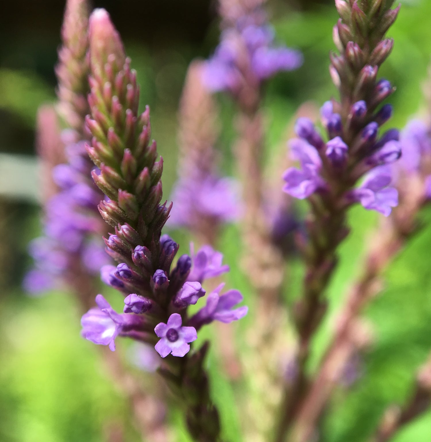 7 Herbs for Nervous System Health