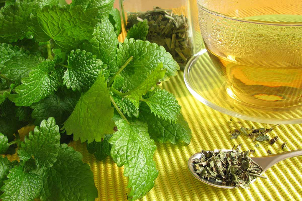 5 Herbs to Stay Cool this Summer