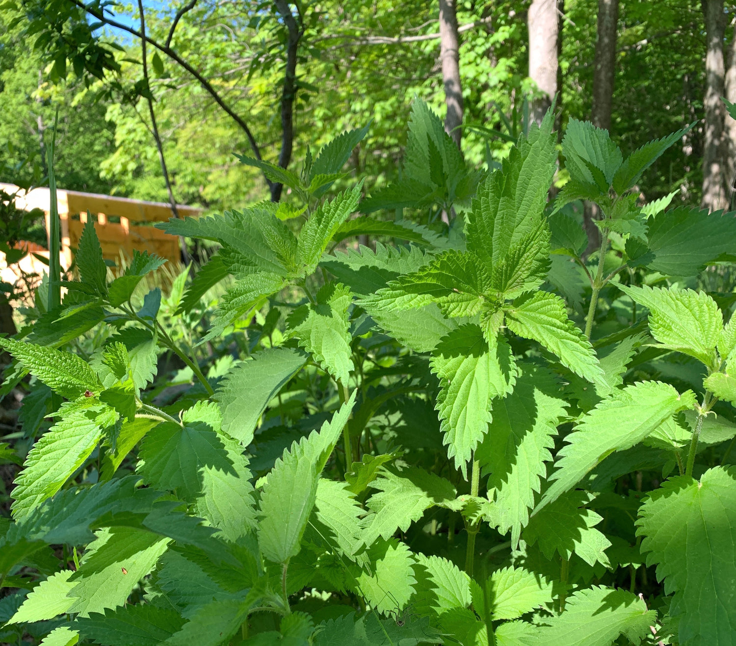 Plant of the Month: Stinging Nettle