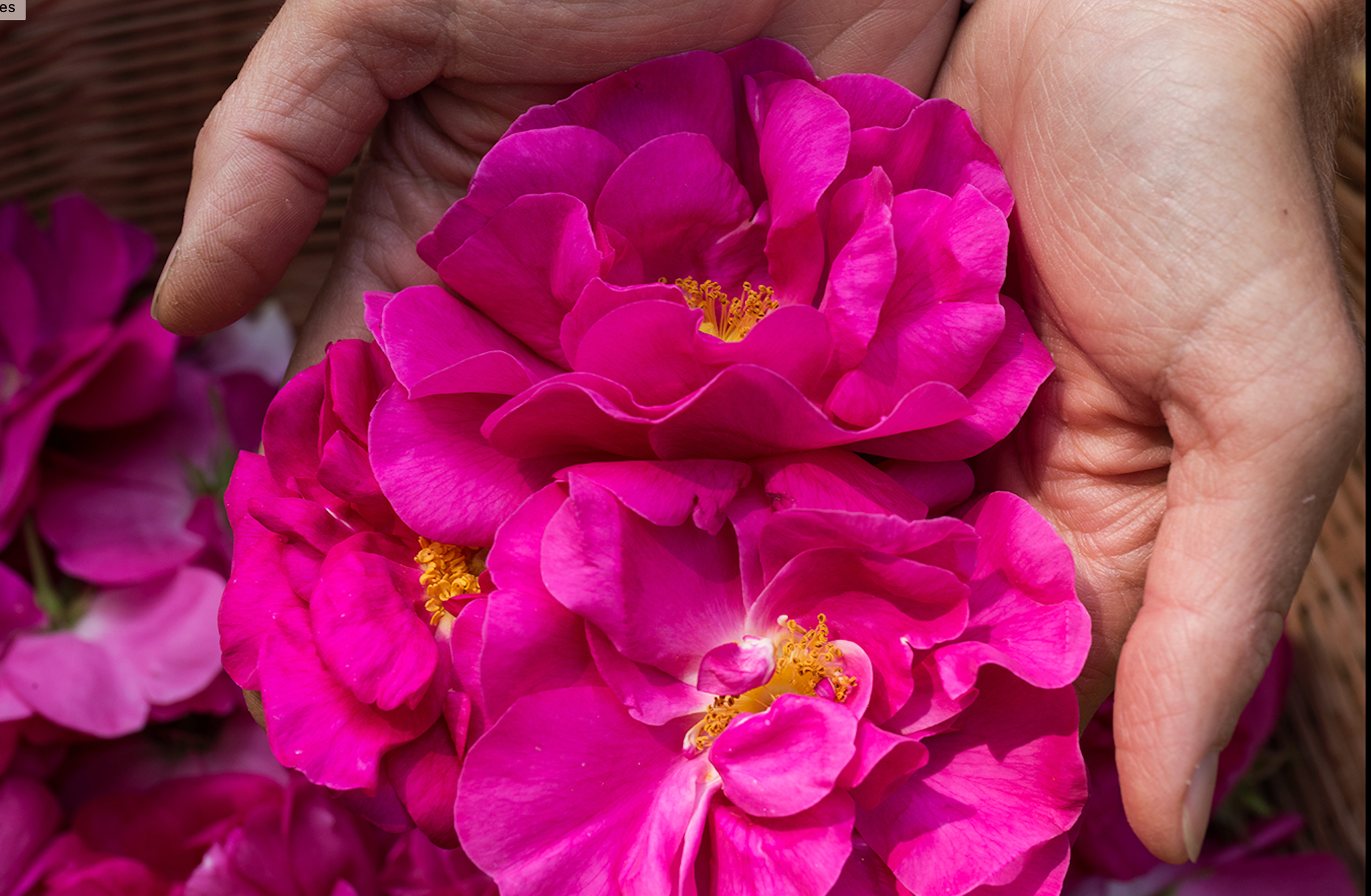 Plant of the Month: Rose – Raven Crest Botanicals