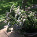 <p>To experience our herb gardens in full bloom is pure magic.</p>