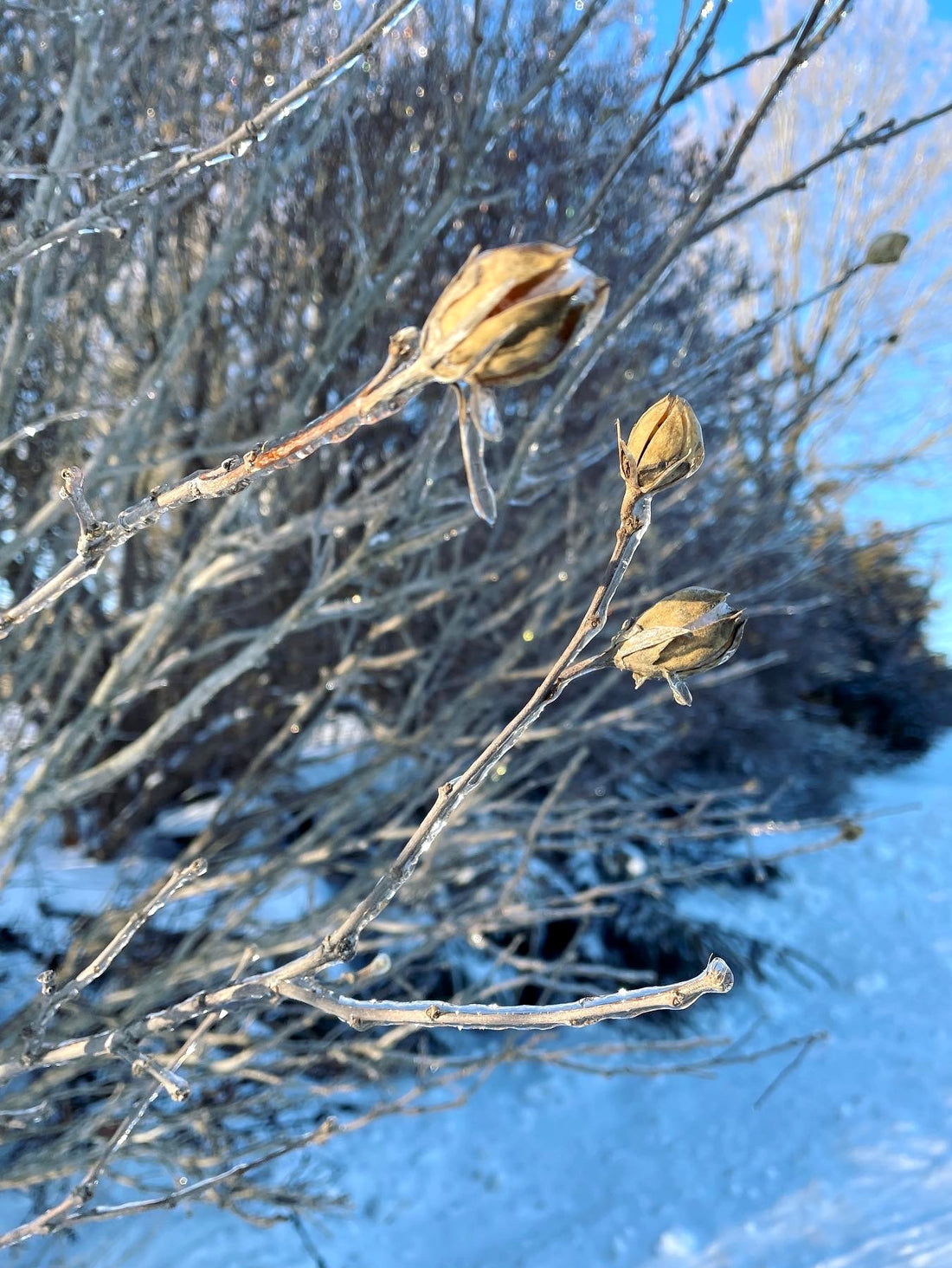 Green Medicine CSA Share – Winter